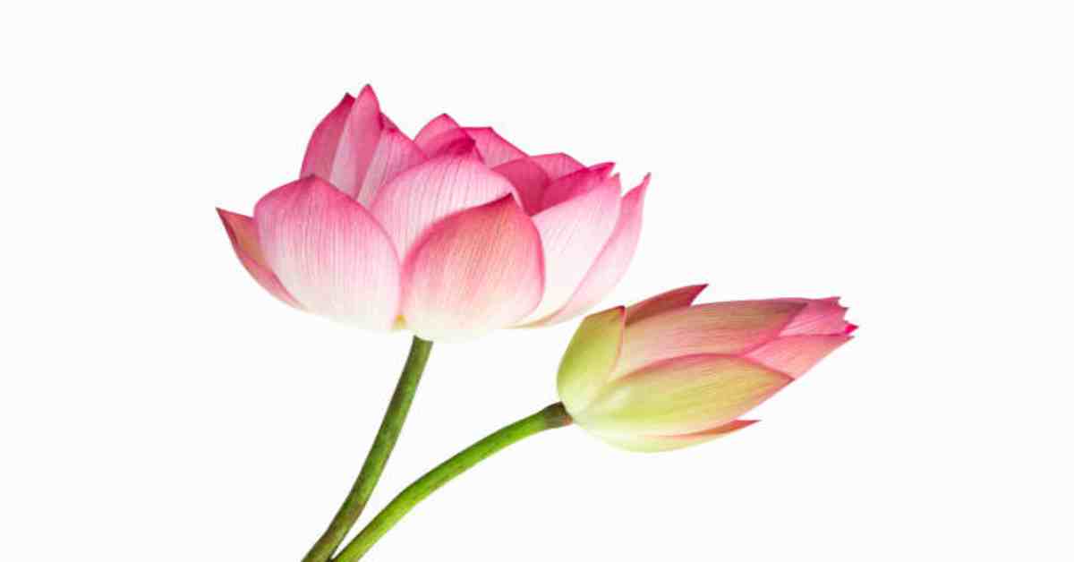 Lily flower information in marathi