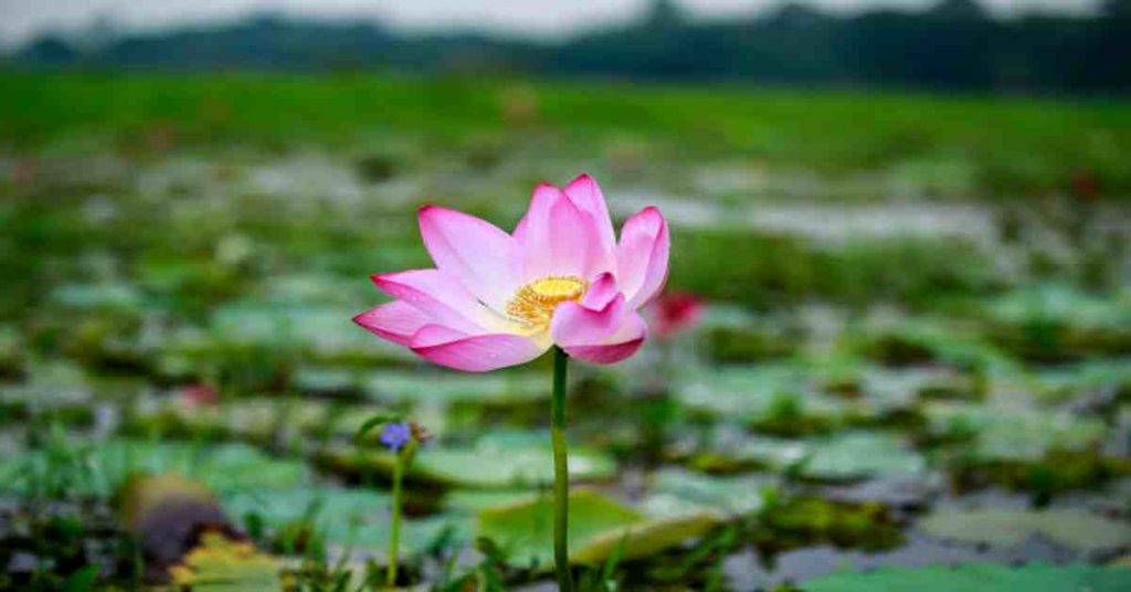 lily flower information in marathi language