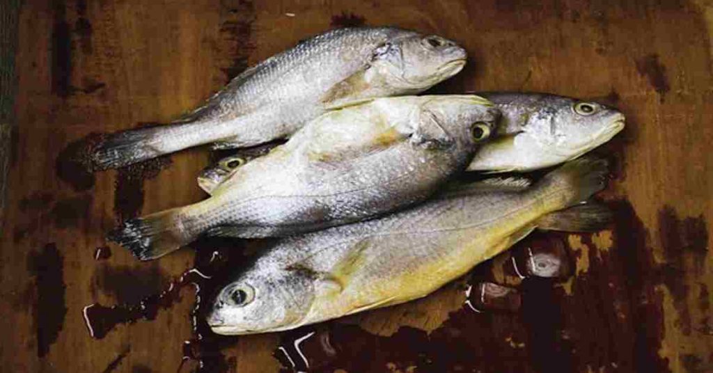 tuna fish information in marathi