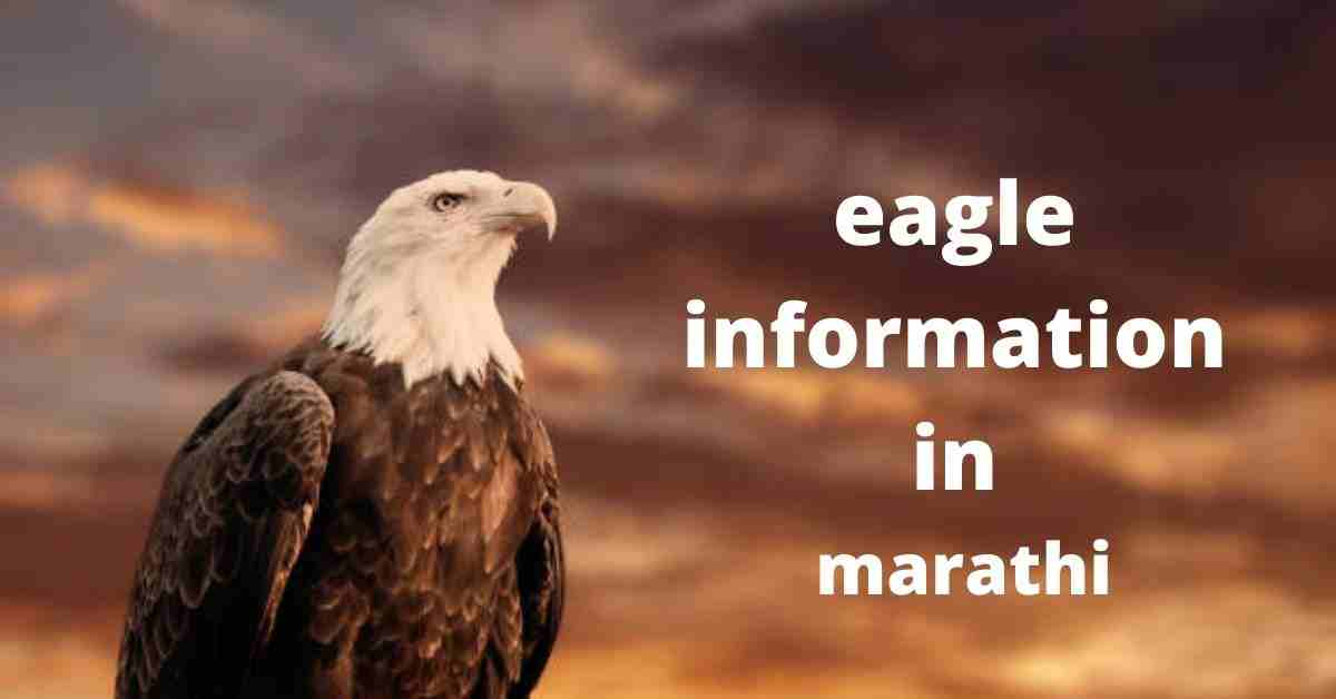 eagle in marathi