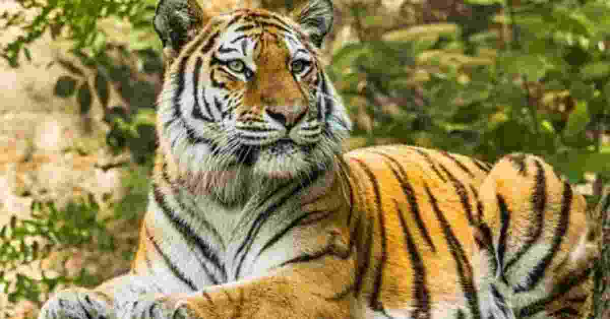 information about tiger in marathi