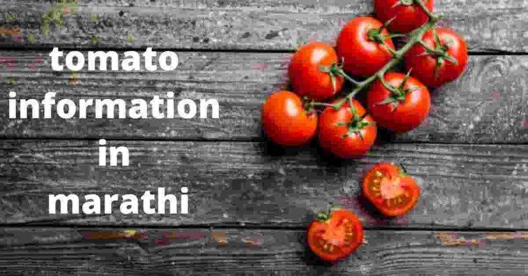 Tomato in marathi language | टोमॅटो ची माहिती