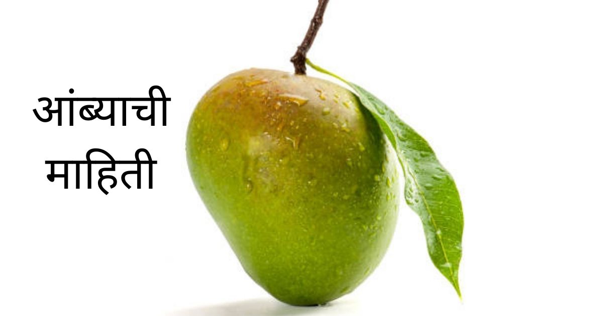 mango in marathi