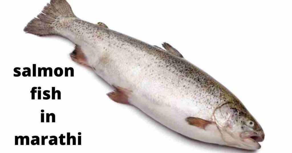 salmon fish in marathi