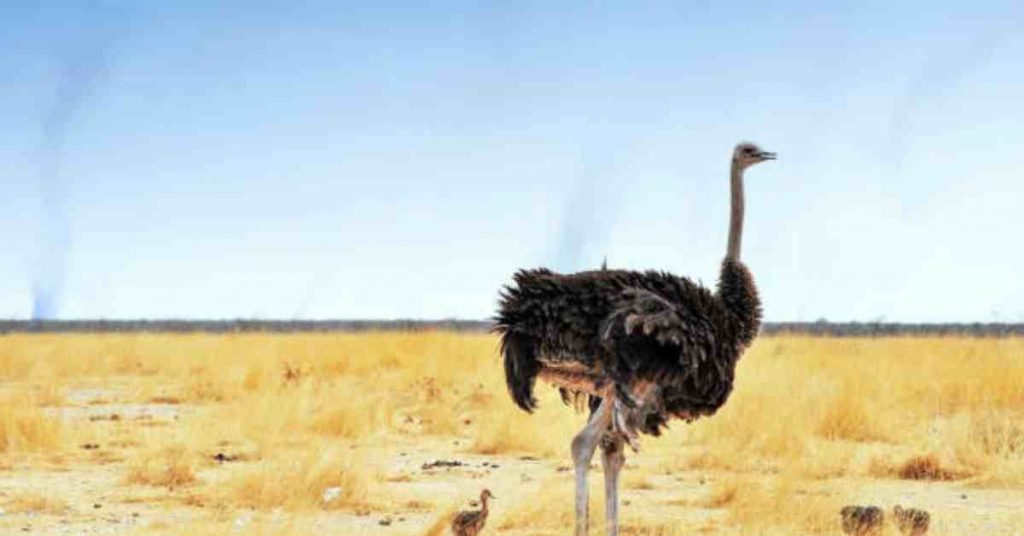 ostrich in marathi