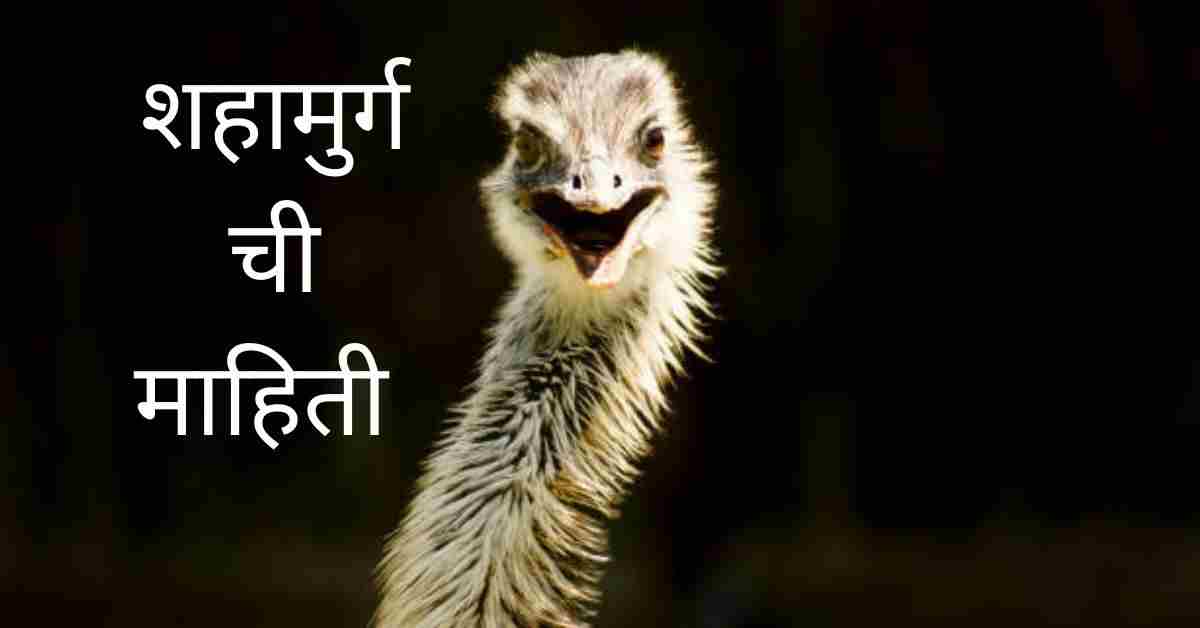 ostrich in marathi information